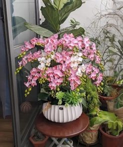 Hoa lan hồng sang trọng