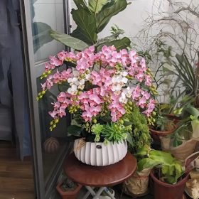 Lan Hồ Diệp Apollo