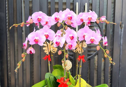 Nét đẹp lan màu hồng