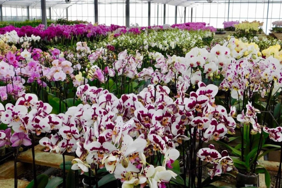 trồng lan hồ điệp ngoài trời