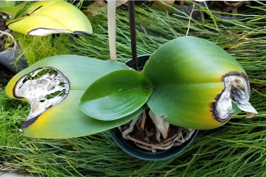 Bệnh khô đầu lá trên lan