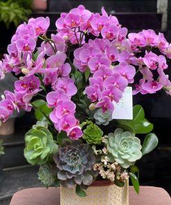 Lan Hồ Điệp Mini 0.3 Chăm sóc lan hồ điệp mini