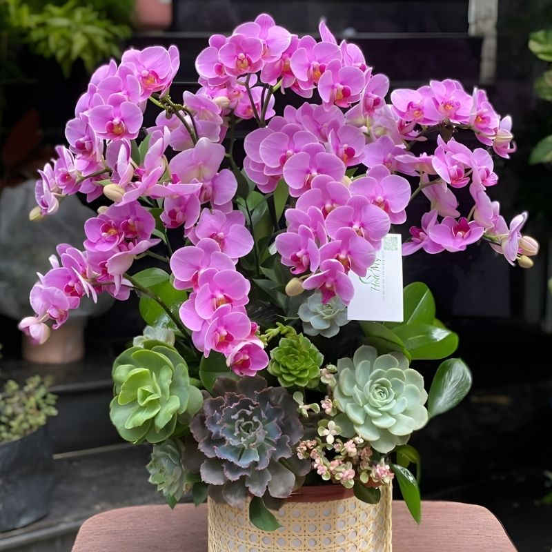 Lan Hồ Điệp Mini 0.3 Chăm sóc lan hồ điệp mini