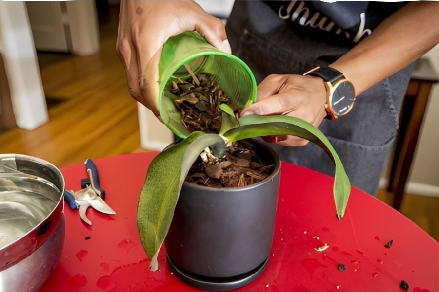 Phân bón NPK chuyên dụng