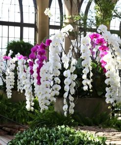 Lan nữ hoàng Nhật quý phái