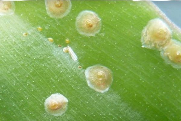 Lá lan bị bọ phấn trắng