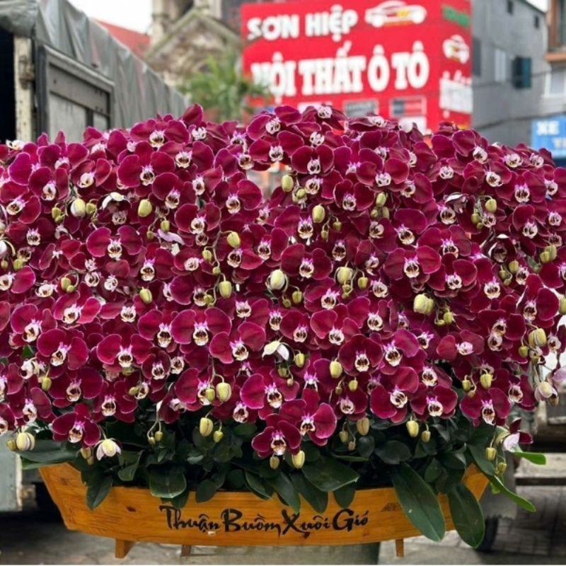 hồ điệp ghép chậu lan