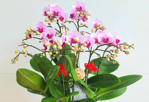 Cách chăm lan đơn giản tại nhà