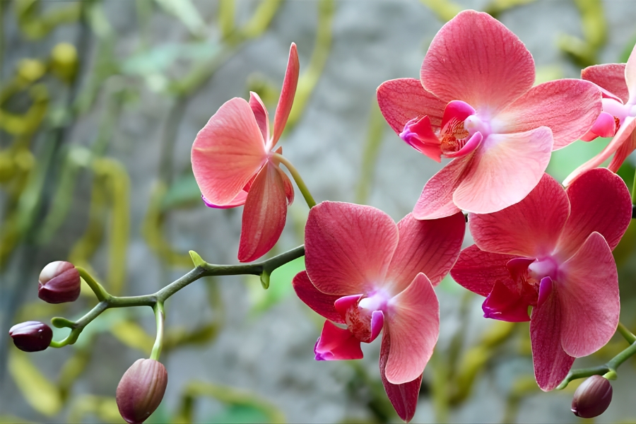 lan đơn thân và đa thân