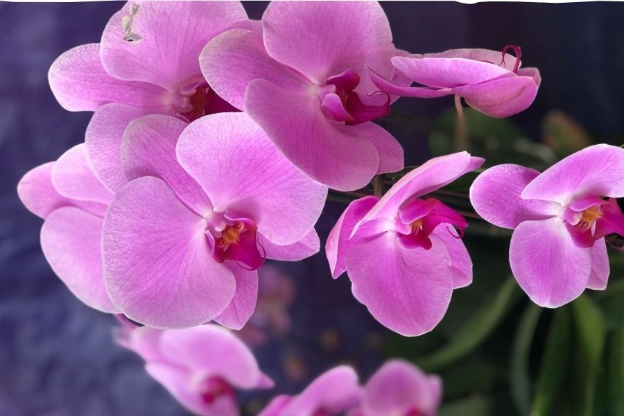 Phòng ngừa bệnh và bảo vệ lan hồ điệp