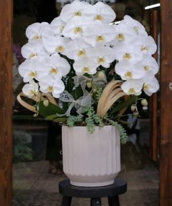 Cận cảnh lan hồ điệp Apollo