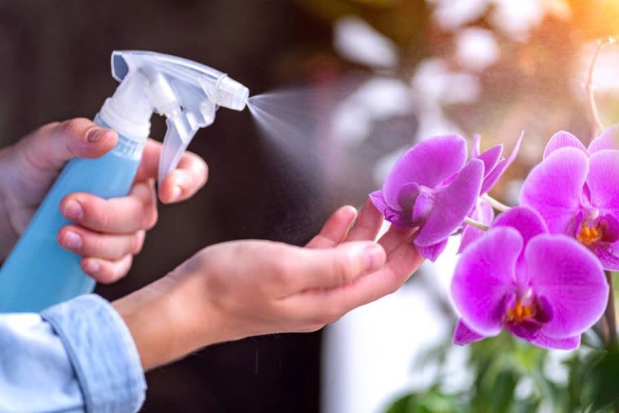 Chú ý khi tưới nước cho lan