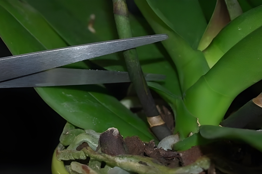 Cách Chăm Sóc Ngồng Hoa Lan Hồ Điệp Khi Cây Ra Hoa Đơn Giản Toàn Diện Cắt cuống hoa lan hồ điệp