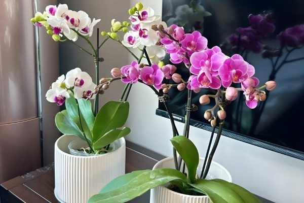 Lan hồ điệp mang lại vận may