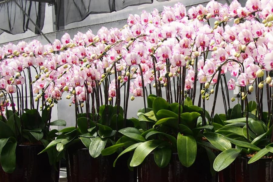 chăm sóc lan hồ điệp Đài Loan