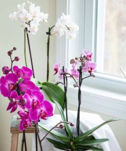 Chăm lan hồ điệp đúng cách