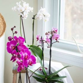 Chậu Lan 3 Cây Màu Đa Sắc