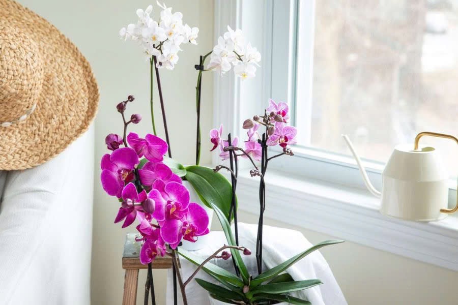 Chăm lan hồ điệp đúng cách