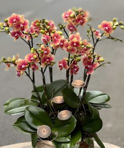 Chậu hoa lan cao cấp