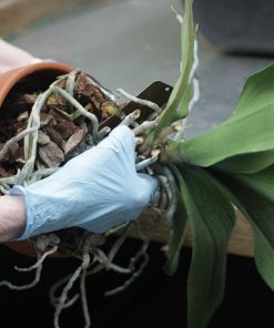 Chăm chậu lan hồ điệp tốt