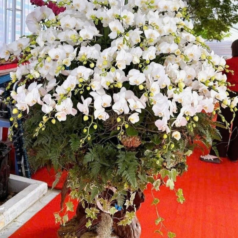 cham soc hoa ho diep hiem can tuoi nuoc linh hoat theo mua