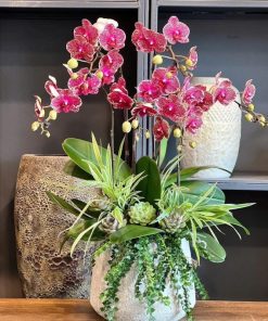 chậu lan hồ điệp vàng 5 cành