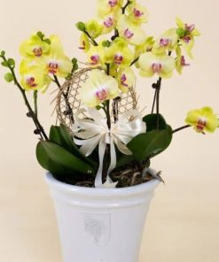 Chậu lan hồ điệp mini sang trọng