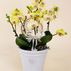 Lan Hồ Điệp Mini Vàng