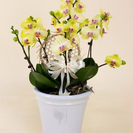 Lan Hồ Điệp Mini Vàng Chậu lan hồ điệp mini sang trọng