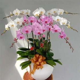 Lan Hồ Điệp Mini 4 Màu