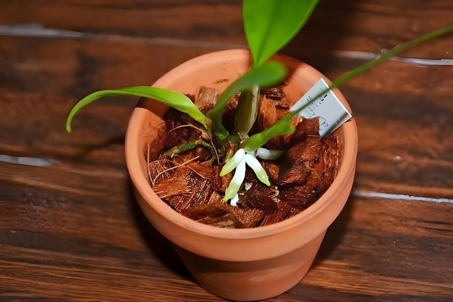 Bổ sung dưỡng chất kích rễ