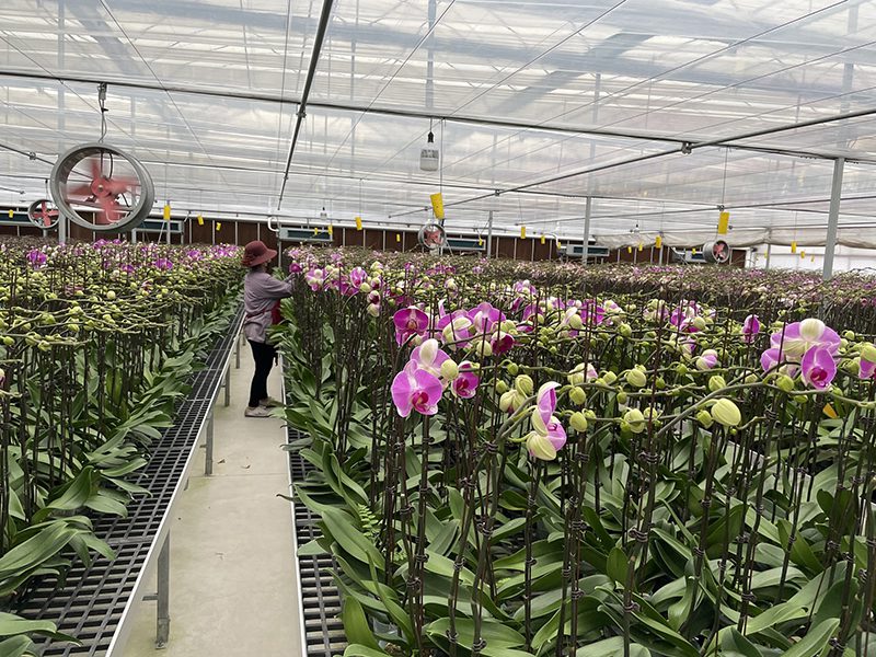 Giá thể lan hồ điệp phù hợp