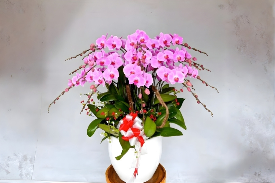 25 cành lan phong thủy