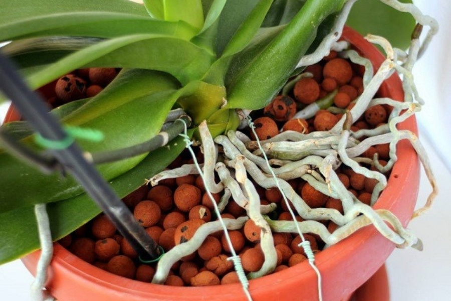 Cố định ngồng bằng dây nhựa