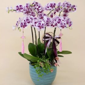 Lan Hồ Điệp Da Beo