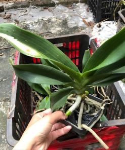 đặc điểm lá lan lá mít