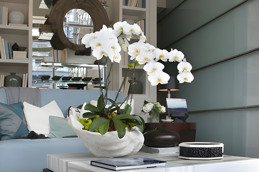 Cách Chăm Sóc Ngồng Hoa Lan Hồ Điệp Khi Cây Ra Hoa Đơn Giản Toàn Diện Đặt lan ở vị trí phù hợp