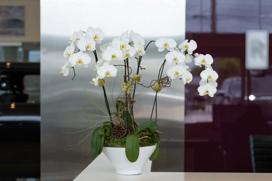 Vị trí trang trí lan