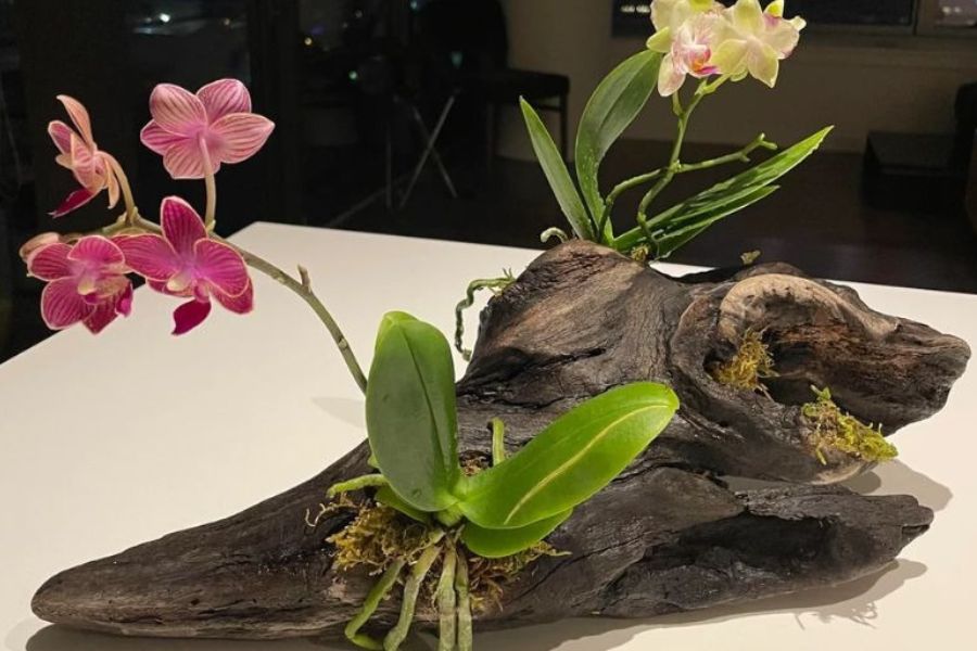 Lưu ý khi chăm lan sau ghép