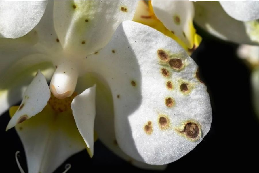 Hoa lan đốm nâu Botrytis