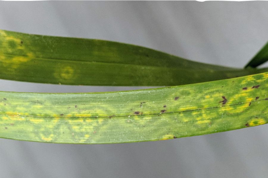 Lá lan bị đốm nâu mại