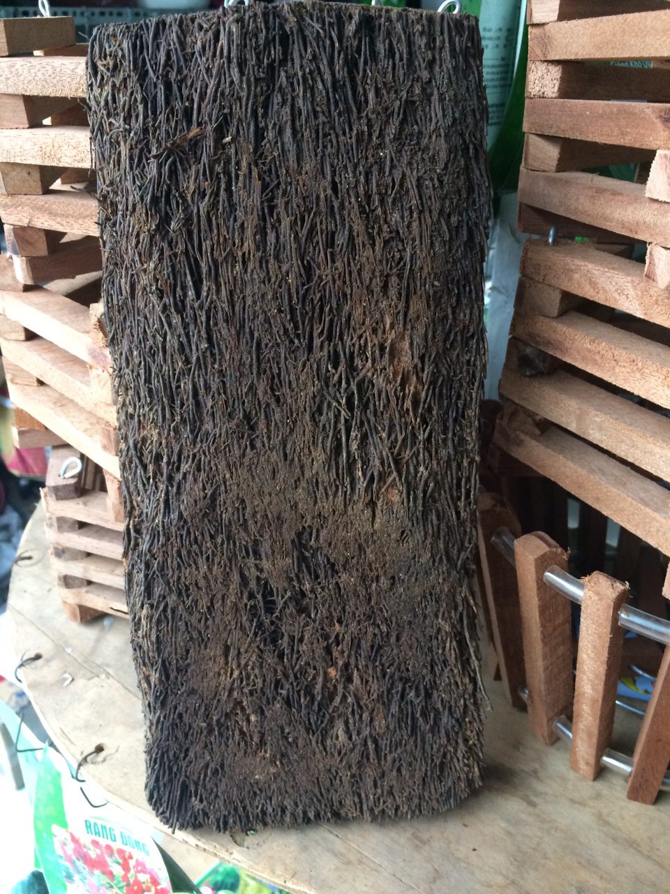 dớn giá thể cho lan hồ điệp