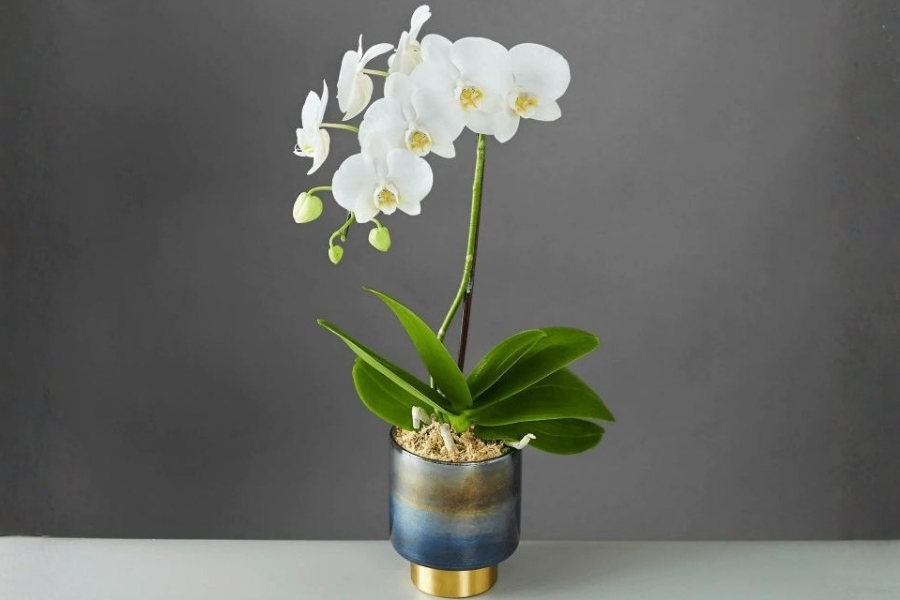 Dùng dớn để cố định cành lan