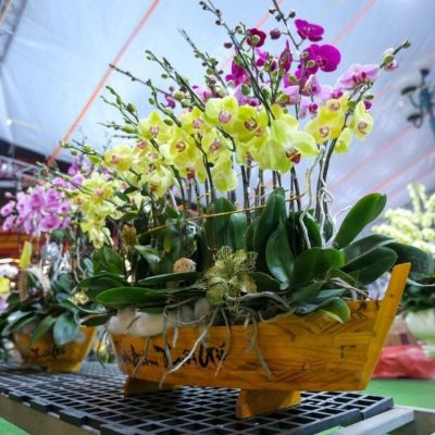 hoa hồ điệp sang trọng