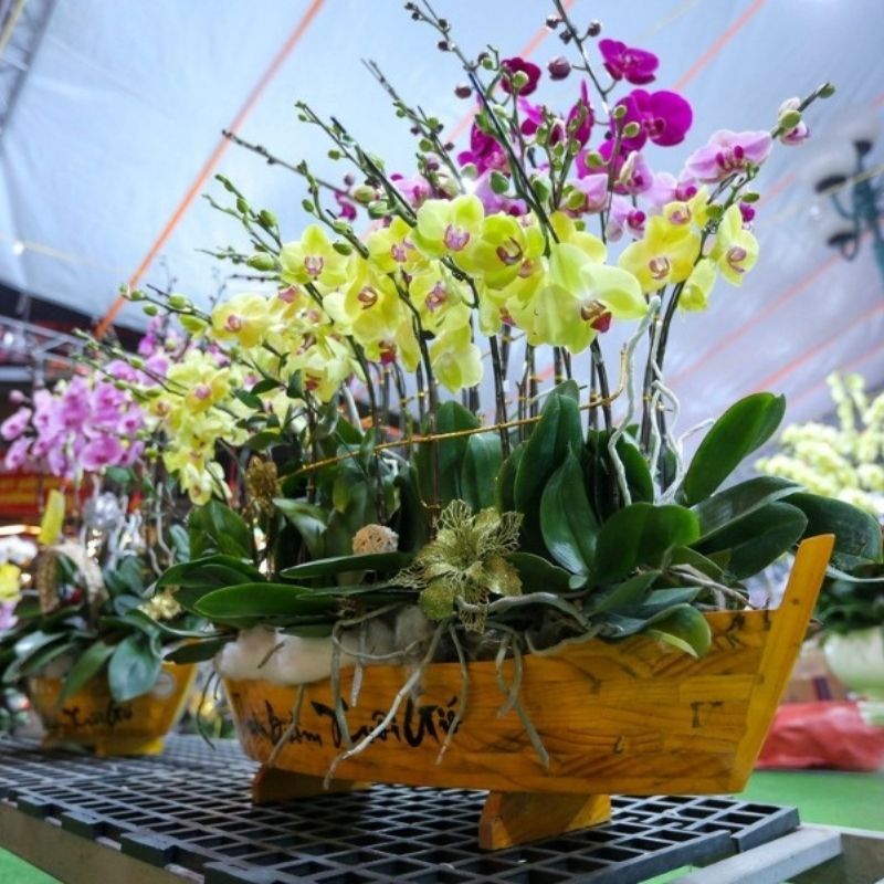 hoa hồ điệp sang trọng