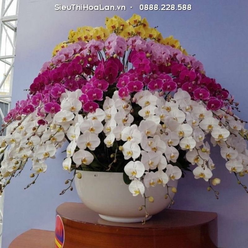 ghép hoa hồ đẹp sang trọng