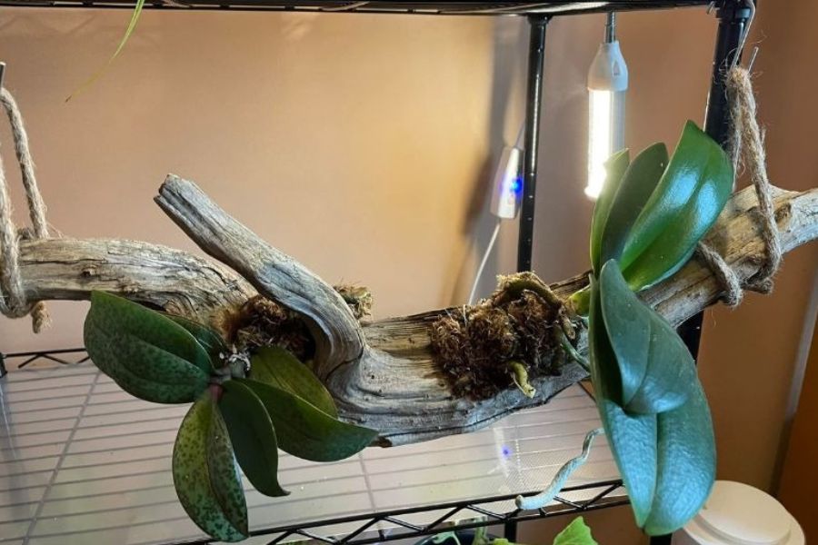 Lợi ích việc trồng lan ghép cây