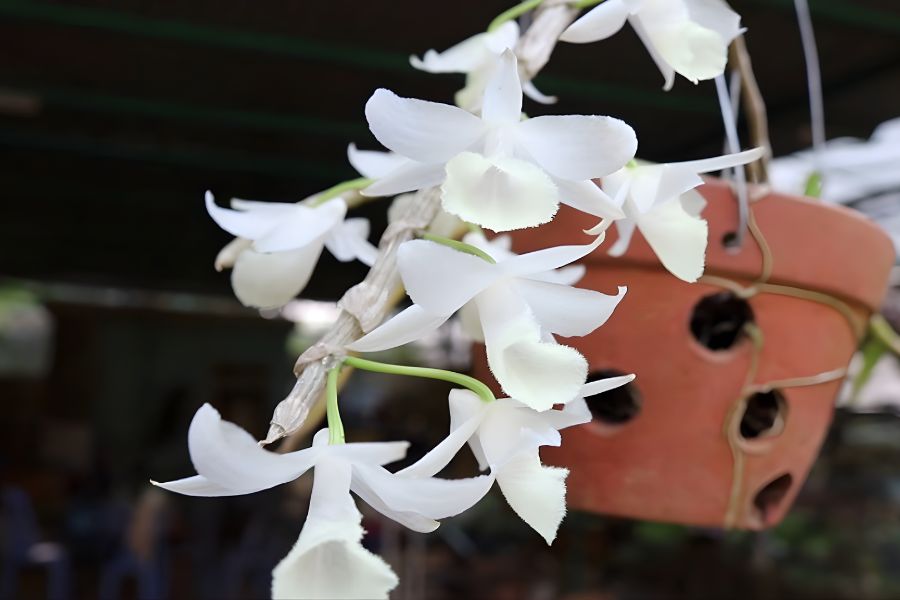 lan hạc vỹ hoa rủ