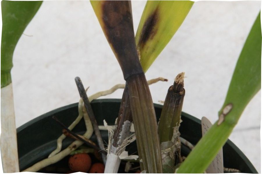 Lá hồ điệp bị thối đen