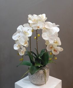 nguồn gốc bình hoa hồ điệp